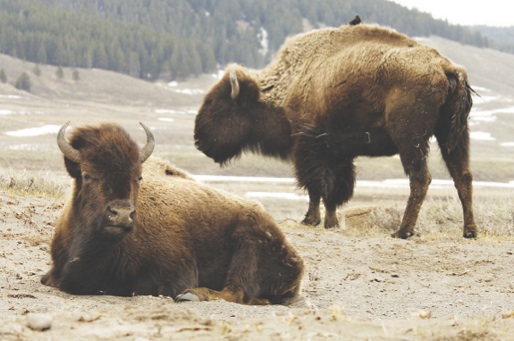 Did you celebrate National Bison Day? (39332)