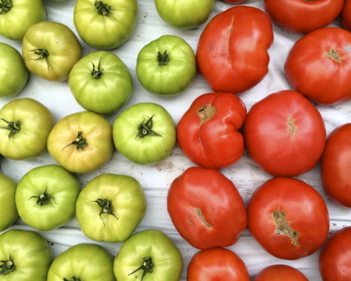 Heirloom tomatoes (82433)